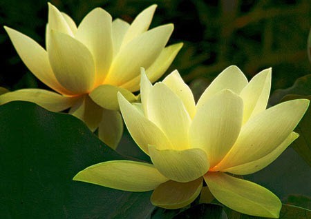 Hoa sen vàng trong phong thủy - Đẩy lùi vận xui mang bình yên cho gia chủ